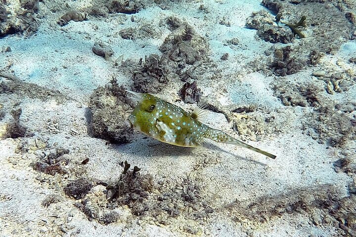 Yanbaru Kayak & Snorkel: Private Coastal Tour in North Okinawa photo 6