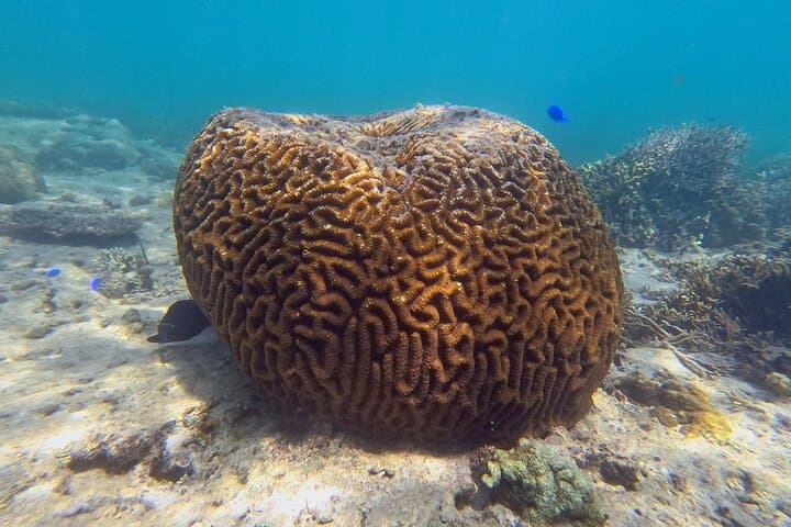Yanbaru Kayak & Snorkel: Private Coastal Tour in North Okinawa photo 4