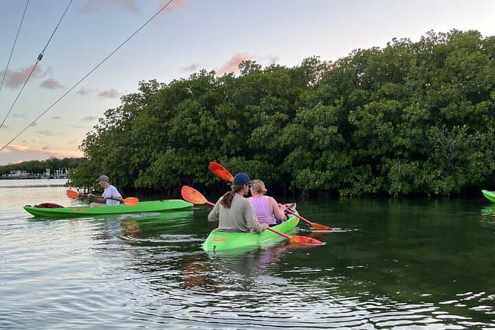Clear Kayak Eco Tour in Key West: Paddle Through Mangroves and Seagrass photo 2