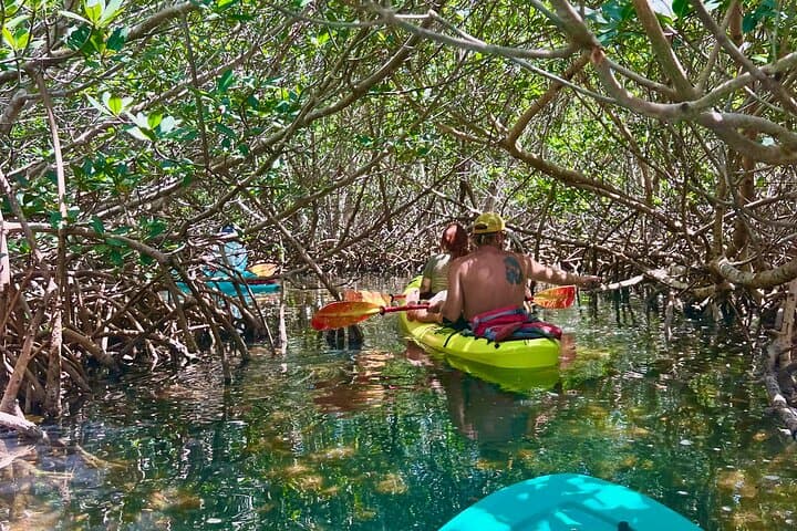 Clear Kayak Eco Tour in Key West: Paddle Through Mangroves and Seagrass photo 1