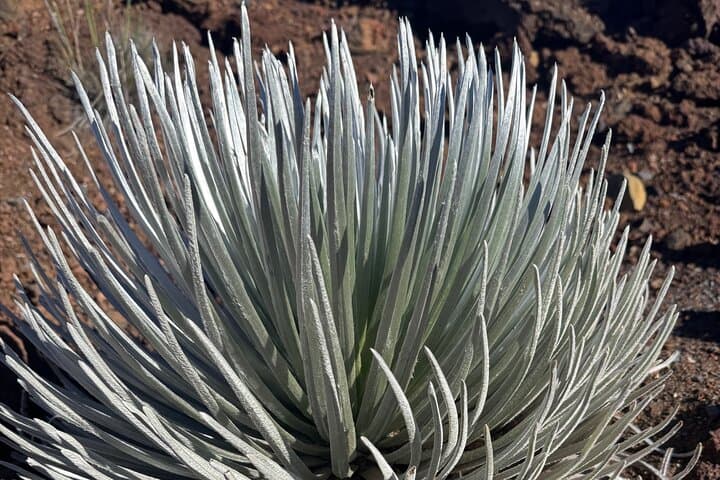 Haleakalā Private Sunset Tour: Summit Views Above the Clouds photo 6