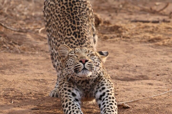 Hoedspruit to Kruger: Full-Day Guided Safari for Big Five and Wildlife Photography photo 2