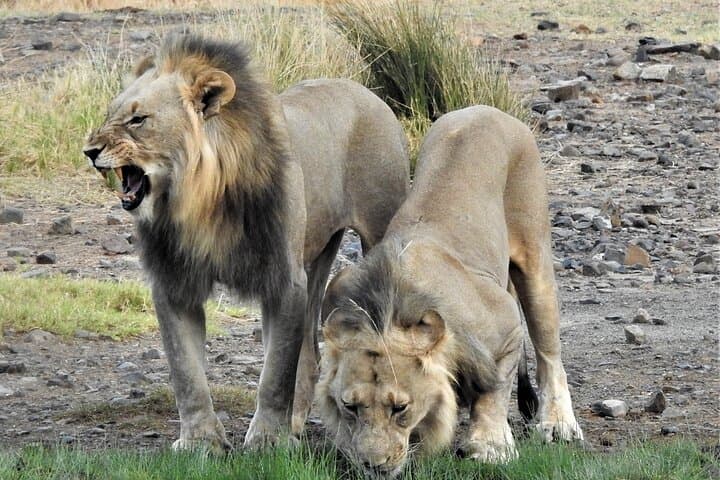 Hoedspruit to Kruger: Full-Day Guided Safari for Big Five and Wildlife Photography photo 3