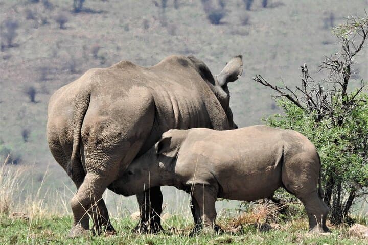 Hoedspruit to Kruger: Full-Day Guided Safari for Big Five and Wildlife Photography photo 4