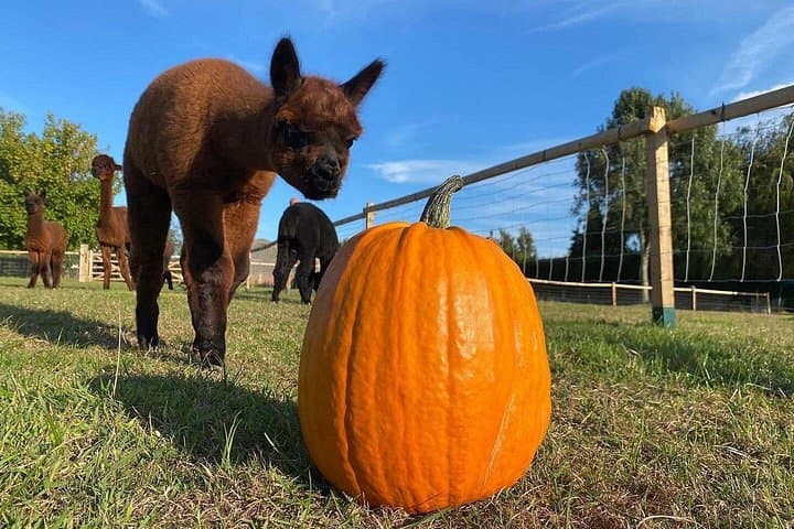 Halloween Pumpkin Patch and Alpaca Adventure at Wetley Moor, Stoke-on-Trent