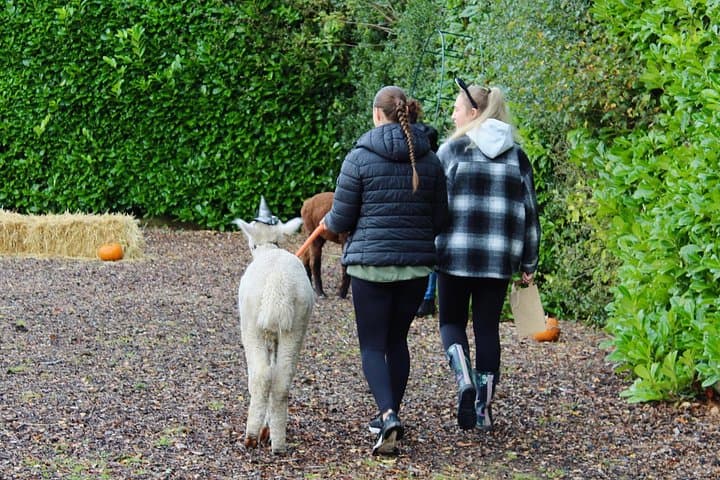 Halloween Pumpkin Patch and Alpaca Adventure at Wetley Moor, Stoke-on-Trent photo 2