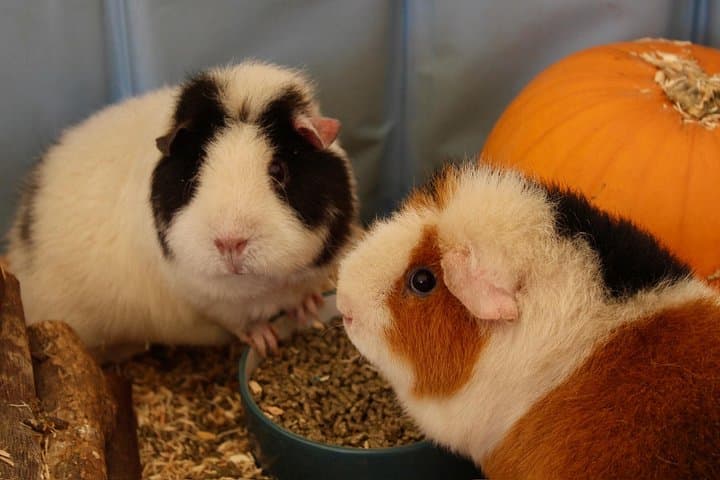 Halloween Pumpkin Patch and Alpaca Adventure at Wetley Moor, Stoke-on-Trent photo 3