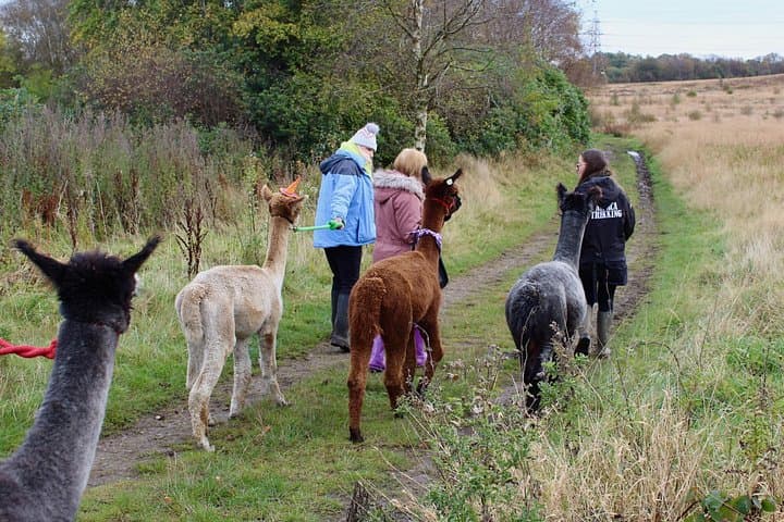 Halloween Pumpkin Patch and Alpaca Adventure at Wetley Moor, Stoke-on-Trent photo 4
