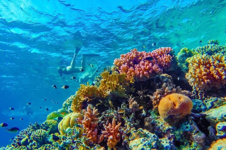 Bonaire Snorkel Tour with Captain Jack — Klein Bonaire Small-Group Reef Adventure