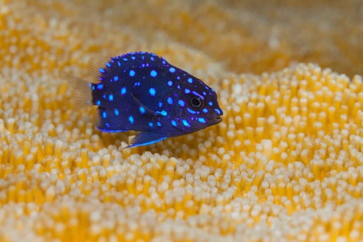 Bonaire Snorkel Tour with Captain Jack — Klein Bonaire Small-Group Reef Adventure photo 2