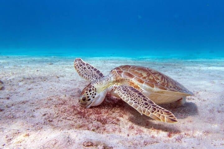 Bonaire Snorkel Tour with Captain Jack — Klein Bonaire Small-Group Reef Adventure photo 3