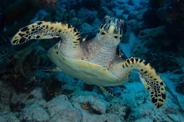 Bonaire Snorkel Tour with Captain Jack — Klein Bonaire Small-Group Reef Adventure photo 4