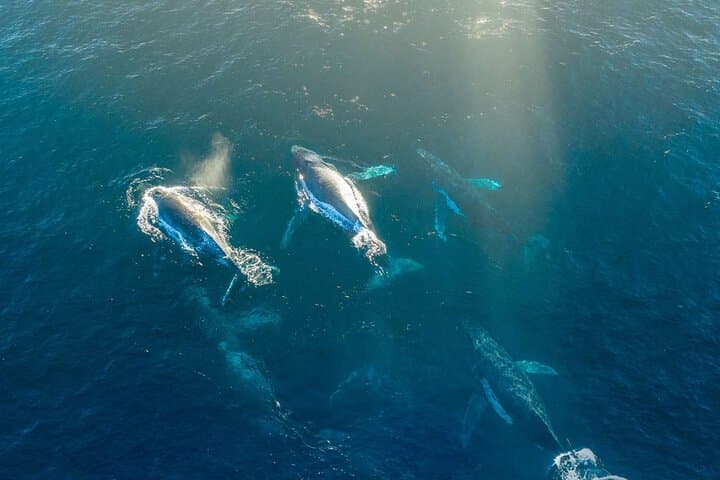 Arctic Magic: 3.5-Hour Whale Watching on Altafjord photo 3