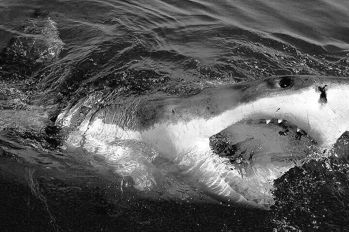 Shark Cage Diving & Wine Tasting Day Trip from Cape Town photo 3