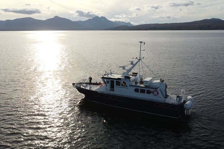 Arctic Magic: 3.5-Hour Whale Watching on Altafjord photo 4