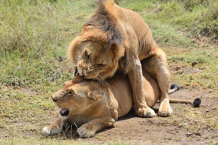 13-Day Southern Tanzania Safari: Nyerere, Ruaha, Udzungwa & Kilwa Beach