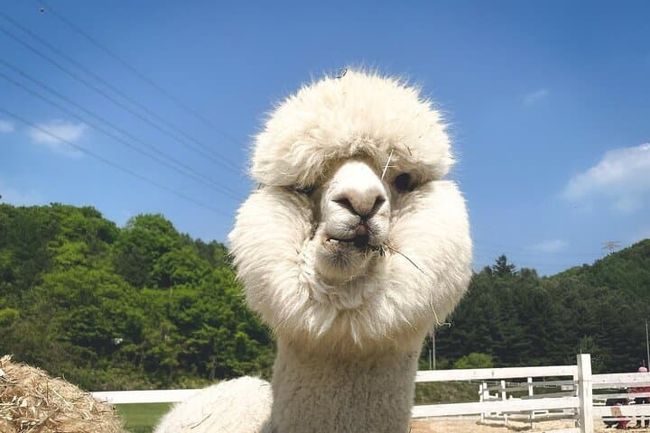 Nami Island, Alpaca Garden & Apple Picking Day Trip from Seoul