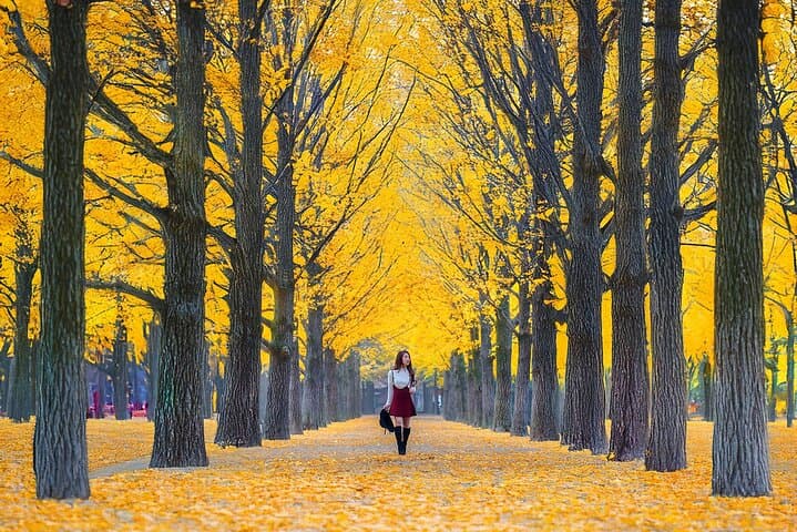 Seoul Day Trip: Nami Island, Apple Picking & Starlight Garden Light Festival photo 6