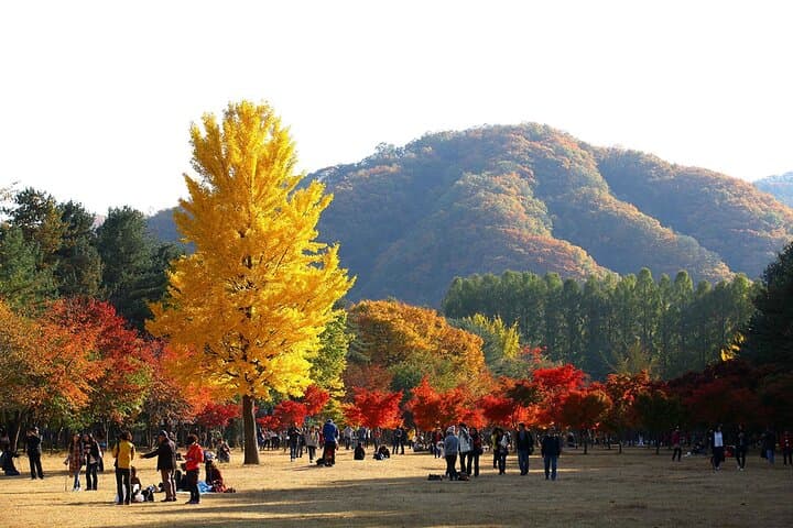 Nami Island, Alpaca Garden & Apple Picking Day Trip from Seoul photo 6