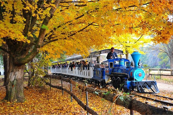 Seoul Day Trip: Nami Island, Apple Picking & Starlight Garden Light Festival photo 3