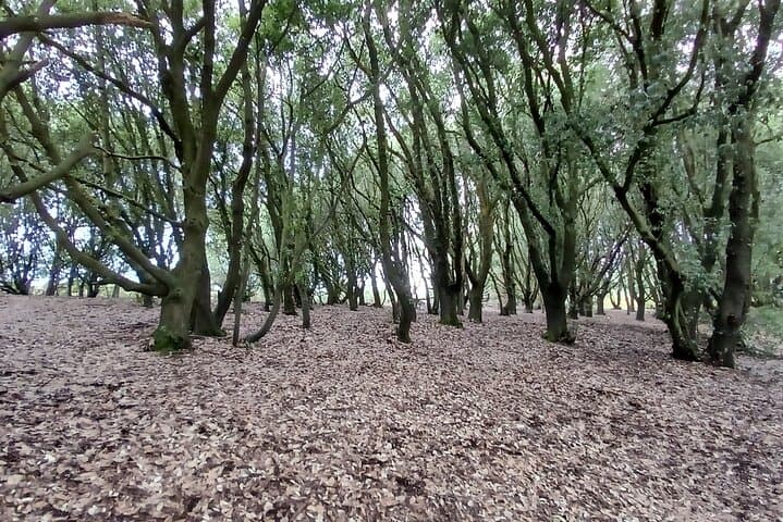 Hidden Charleston and Rathfinney Walk — South Downs to Vineyard photo 2