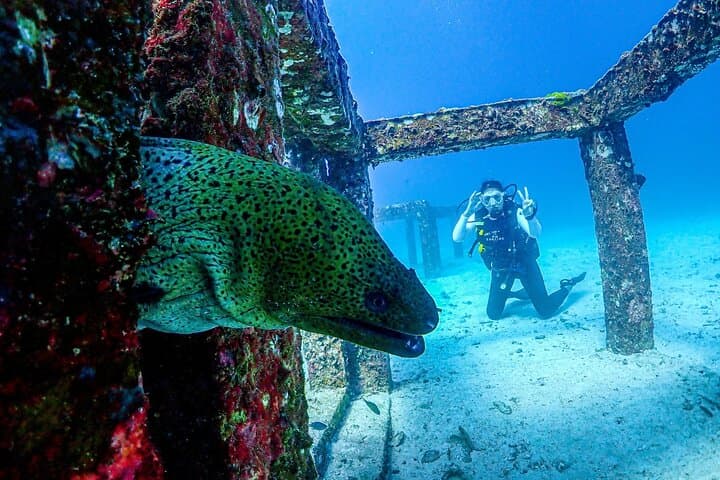 Racha Islands Scuba Diving from Phuket: Day Trips for All Levels photo 5