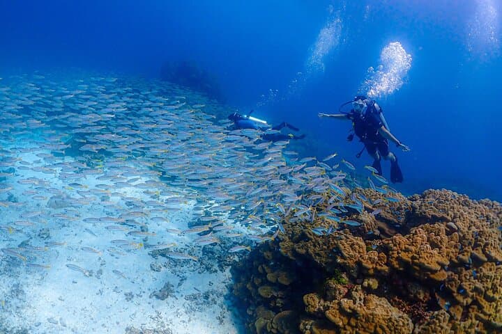 Racha Islands Scuba Diving from Phuket: Day Trips for All Levels photo 4