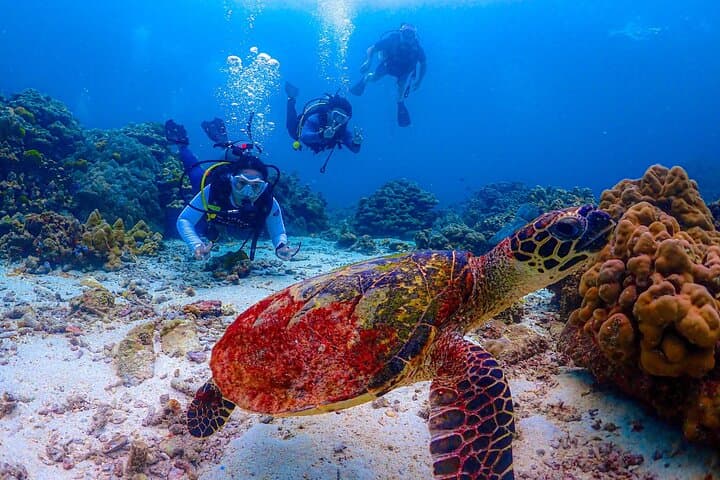 Racha Islands Scuba Diving from Phuket: Day Trips for All Levels photo 2