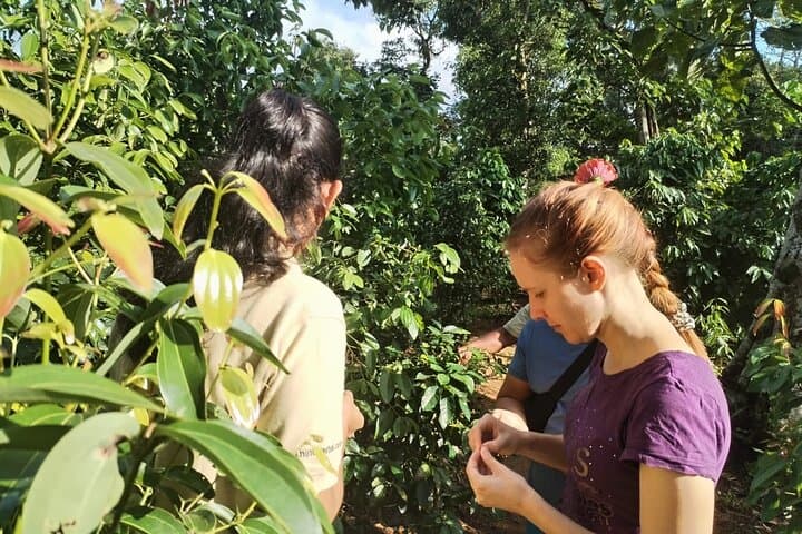 Kandy Yahalatenna Coffee Trail: Walking Coffee Class & Jungle Rock Hike photo 6