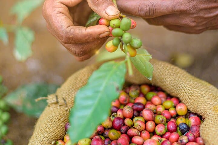 Kandy Yahalatenna Coffee Trail: Walking Coffee Class & Jungle Rock Hike