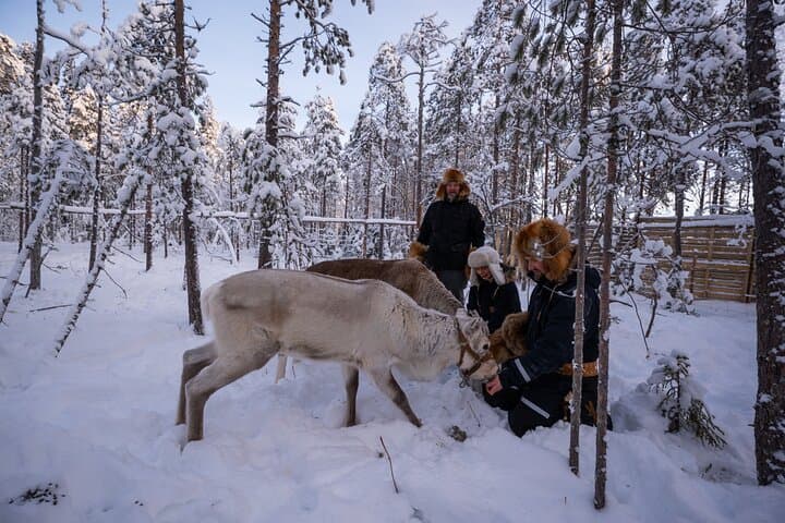Lupland Winter Activity Park — Ranua Reindeer Sleigh, Sauna & Snow Adventures photo 2