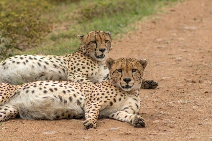 4-Day Mara & Lake Nakuru Safari: Big Five, Flamingos & Masai Culture photo 2