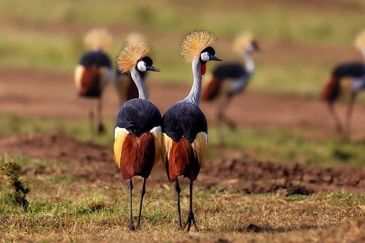 4-Day Mara & Lake Nakuru Safari: Big Five, Flamingos & Masai Culture photo 3
