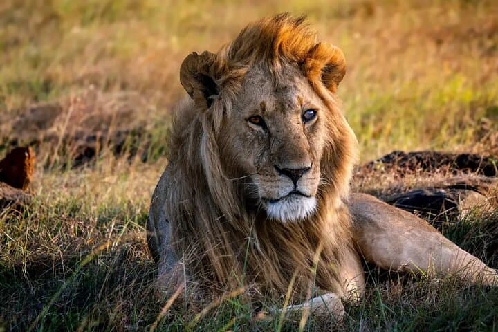 4-Day Mara & Lake Nakuru Safari: Big Five, Flamingos & Masai Culture photo 4