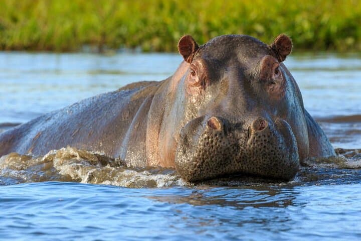 4-Day Mara & Lake Nakuru Safari: Big Five, Flamingos & Masai Culture photo 6