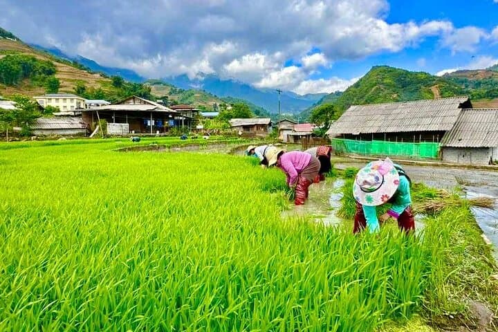 Sapa Day Trek: Rice Terraces & H’Mong Villages in Muong Hoa Valley photo 5