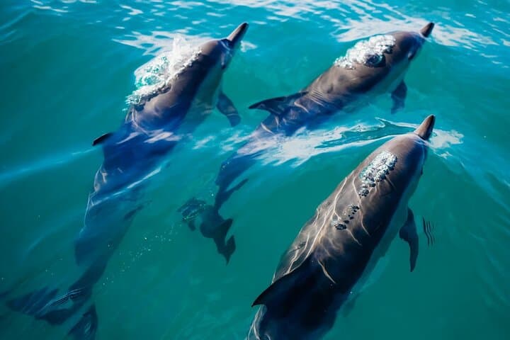 Private Captained Crab Island Dolphin Tour — 2-Hour Destin Pontoon Charter