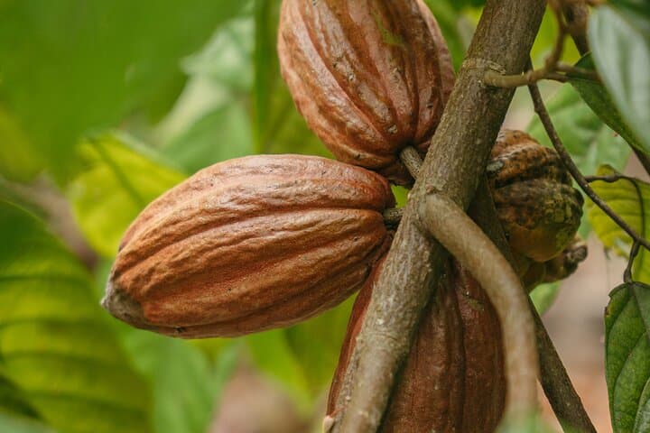 Manuel Antonio Chocolate, Coffee & Trapiche Tour: Jungle Tasting Experience photo 3