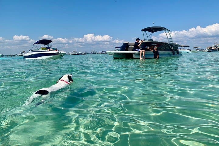 Private Captained Crab Island Dolphin Tour — 2-Hour Destin Pontoon Charter photo 3