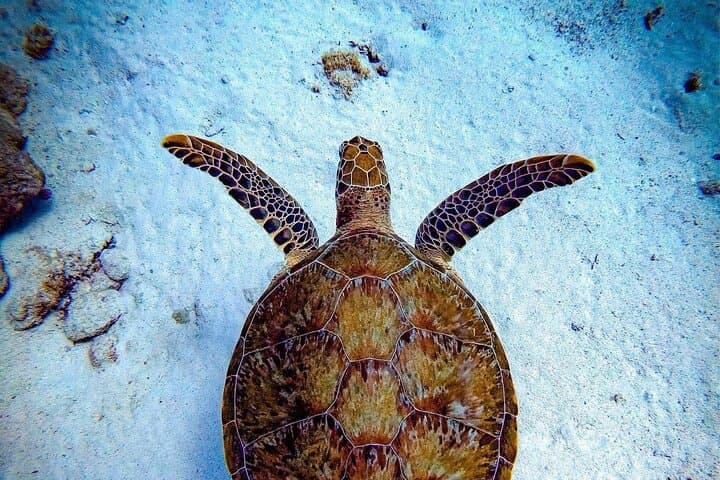Private Shore Dive to Aruba Shipwrecks & Vibrant Coral Reefs (Certified Divers)