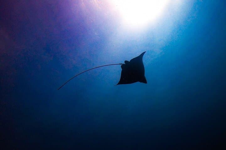 Private Shore Dive to Aruba Shipwrecks & Vibrant Coral Reefs (Certified Divers) photo 2