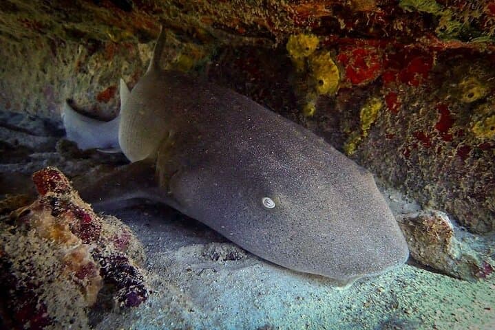 Private Shore Dive to Aruba Shipwrecks & Vibrant Coral Reefs (Certified Divers) photo 3