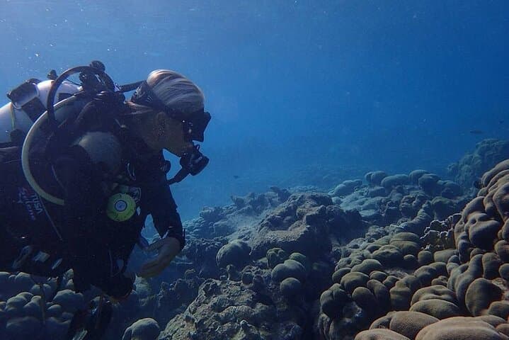 Private Shore Dive to Aruba Shipwrecks & Vibrant Coral Reefs (Certified Divers) photo 4