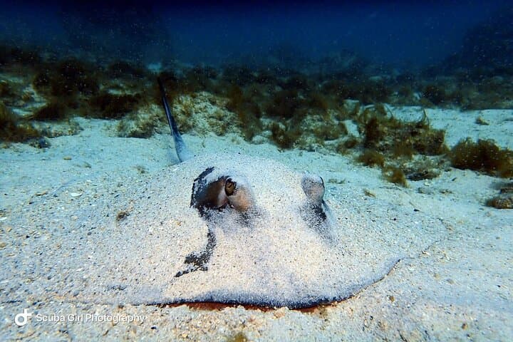 Private Shore Dive to Aruba Shipwrecks & Vibrant Coral Reefs (Certified Divers) photo 5