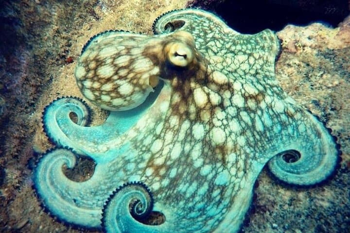 Private Shore Dive to Aruba Shipwrecks & Vibrant Coral Reefs (Certified Divers) photo 6