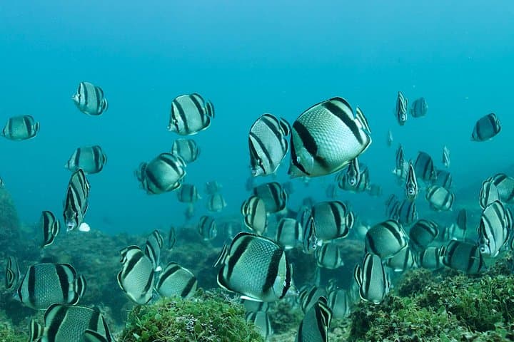 Snorkeling Los Arcos Mismaloya: Marine Sanctuary & Birdwatching Tour photo 4