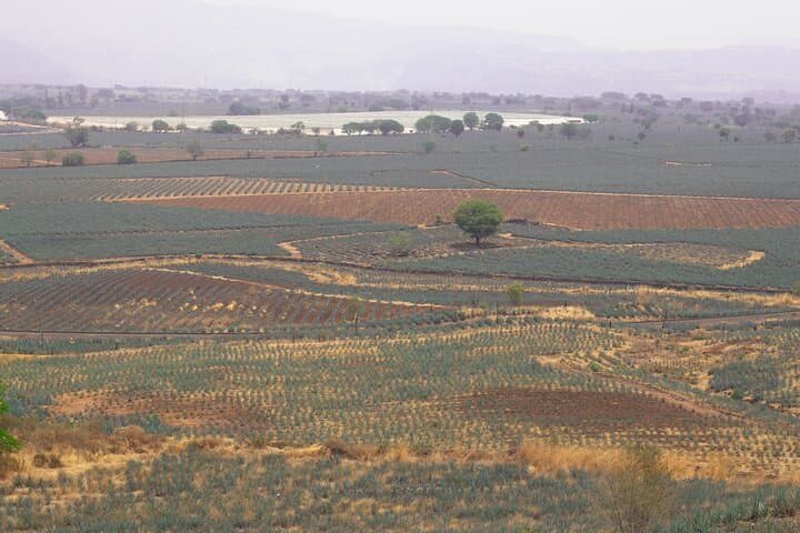 Morning Horseback Ride Through Amatitán Agave Fields with Breakfast and Tequila Tasting photo 6