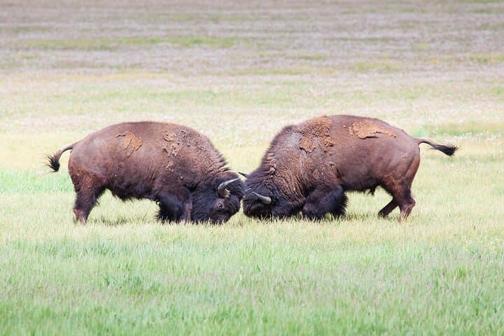Exploring Yellowstone Wildlife Safari: Lamar Valley’s Untamed Heart photo 3