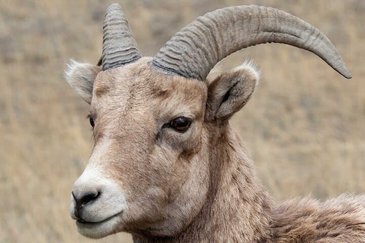 Exploring Yellowstone Wildlife Safari: Lamar Valley’s Untamed Heart photo 4