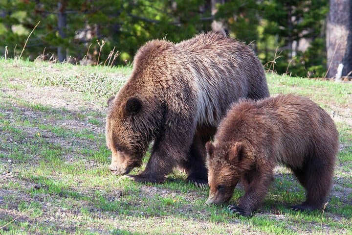 Exploring Yellowstone Wildlife Safari: Lamar Valley’s Untamed Heart